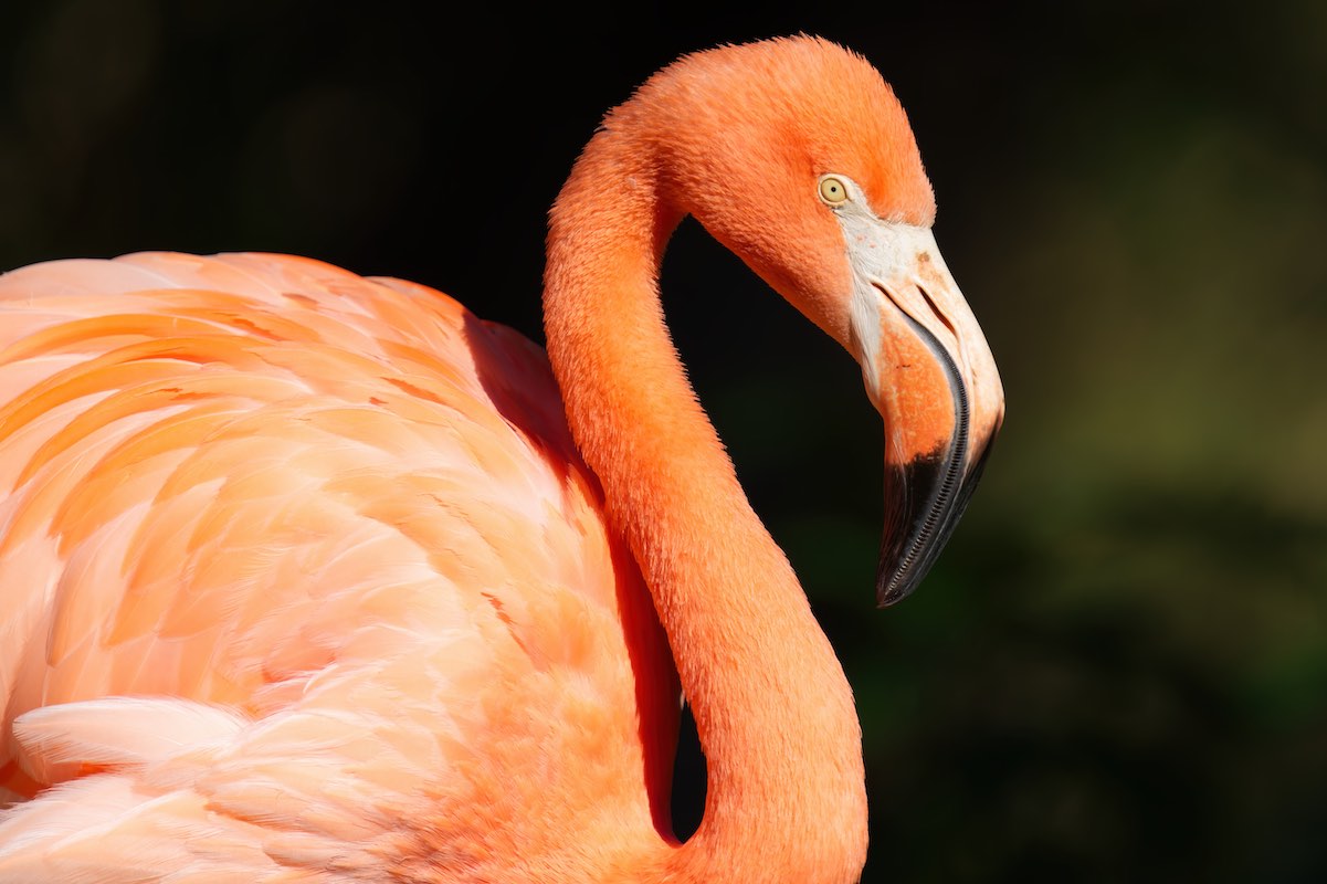 Flamingo 0929